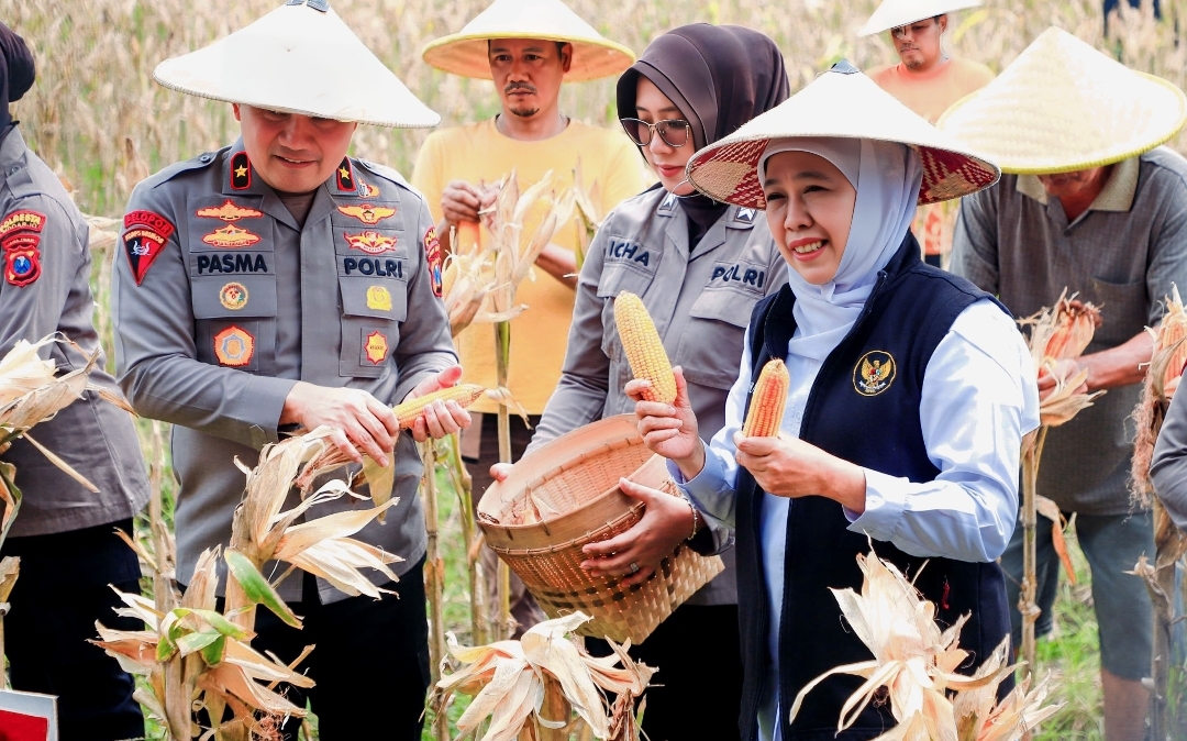 Gubernur Jatim Khofifah Proyeksikan Produksi Jagung tahun 2026 Sebanyak 5,4 juta Ton