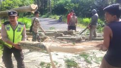 Ada Pohon Tumbang Disekitar Anda, Hubungi Nomor Call Center Berikut Ini