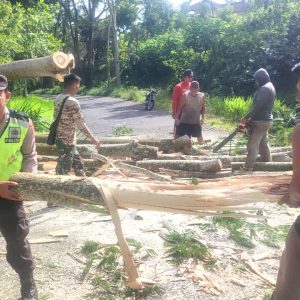 Ada Pohon Tumbang Disekitar Anda, Hubungi Nomor Call Center Berikut Ini