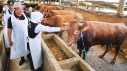 Khofifah Percepat Vaksinasi PMK Demi Lindungi Peternak Jatim