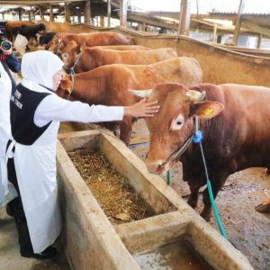 Khofifah Percepat Vaksinasi PMK Demi Lindungi Peternak Jatim