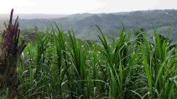 Mengenal Kalender Candrasangkala Penentu Awal Ramadhan Versi Jawa