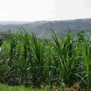 Mengenal Kalender Candrasangkala Penentu Awal Ramadhan Versi Jawa