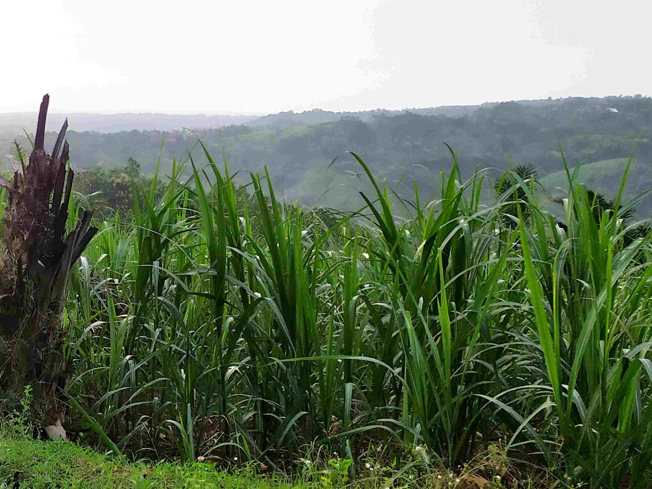 Mengenal Kalender Candrasangkala Penentu Awal Ramadhan Versi Jawa