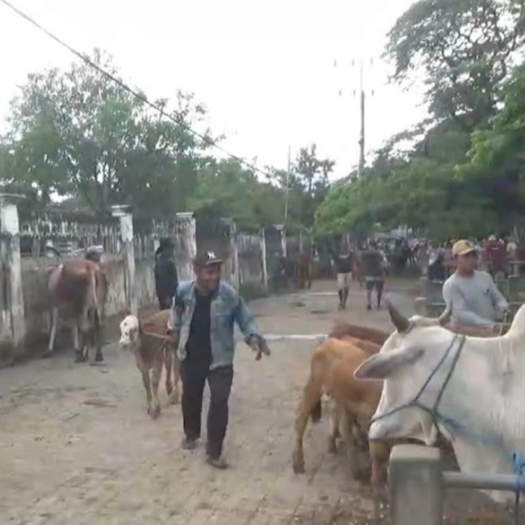 PMK di Tuban Capai 123 Kasus, 5 Ternak Mati