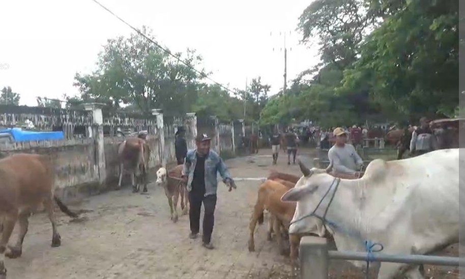 PMK di Tuban Capai 123 Kasus, 5 Ternak Mati