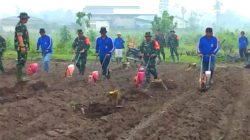 TMMD ke-127 Tanam Jagung di Gadungan, Perkuat Ketahanan Pangan Desa TMMD ke-127 Tanam Jagung di Gadungan, Perkuat Ketahanan Pangan Desa