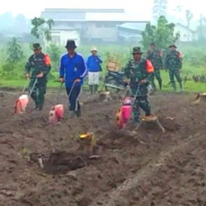TMMD ke-127 Tanam Jagung di Gadungan, Perkuat Ketahanan Pangan Desa