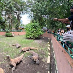 Libur Lebaran 2026, 40 Ribu Pengunjung Nikmati Suasana KBS