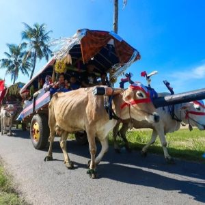 Festival Pegon dan Tiket Murah, Watu Ulo–Papuma Diserbu Wisatawan