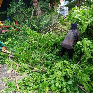 Cuaca Ekstrem Landa Surabaya, Pemkot Siagakan Tujuh Rayon Tangani Pohon Tumbang