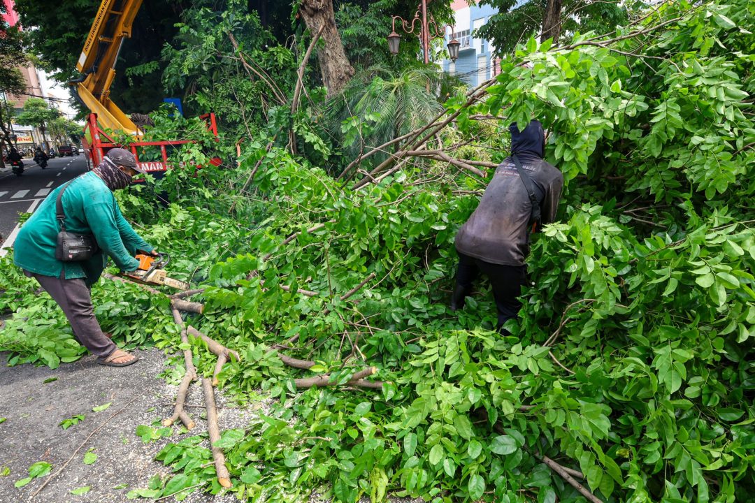 Cuaca Ekstrem Landa Surabaya, Pemkot Siagakan Tujuh Rayon Tangani Pohon Tumbang